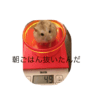 ハムチャンズの日常（個別スタンプ：6）