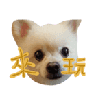 I'M FIFI ！（個別スタンプ：1）