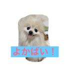 幸せになった保護犬（個別スタンプ：1）