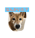 幸せになった保護犬（個別スタンプ：2）