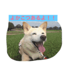 幸せになった保護犬（個別スタンプ：3）