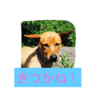 幸せになった保護犬（個別スタンプ：4）