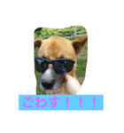 幸せになった保護犬（個別スタンプ：5）