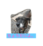 幸せになった保護犬（個別スタンプ：6）