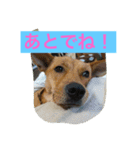 幸せになった保護犬（個別スタンプ：7）