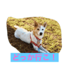 幸せになった保護犬（個別スタンプ：8）