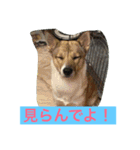 幸せになった保護犬（個別スタンプ：9）
