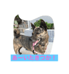 幸せになった保護犬（個別スタンプ：11）