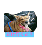 幸せになった保護犬（個別スタンプ：12）