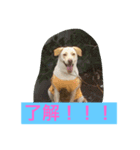 幸せになった保護犬（個別スタンプ：13）