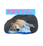 幸せになった保護犬（個別スタンプ：14）