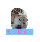 幸せになった保護犬（個別スタンプ：15）