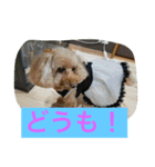 幸せになった保護犬（個別スタンプ：16）