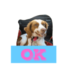 幸せになった保護犬（個別スタンプ：17）