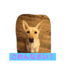 幸せになった保護犬（個別スタンプ：18）