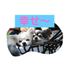 幸せになった保護犬（個別スタンプ：19）