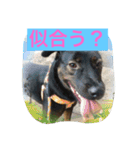 幸せになった保護犬（個別スタンプ：20）