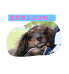 幸せになった保護犬（個別スタンプ：21）