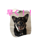 幸せになった保護犬（個別スタンプ：23）