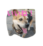 幸せになった保護犬（個別スタンプ：24）