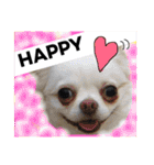 Friend's dogs！（個別スタンプ：9）