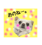 Friend's dogs！（個別スタンプ：14）