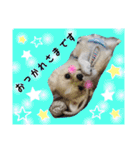 Friend's dogs！（個別スタンプ：15）