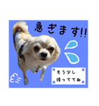 Friend's dogs！（個別スタンプ：16）