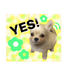 Friend's dogs！（個別スタンプ：17）