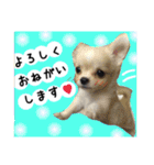 Friend's dogs！（個別スタンプ：21）
