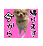 Friend's dogs！（個別スタンプ：23）