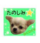 Friend's dogs！（個別スタンプ：24）