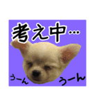 Friend's dogs！（個別スタンプ：25）