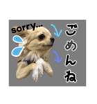 Friend's dogs！（個別スタンプ：26）