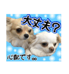Friend's dogs！（個別スタンプ：27）