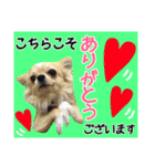Friend's dogs！（個別スタンプ：30）