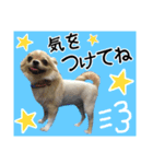Friend's dogs！（個別スタンプ：31）
