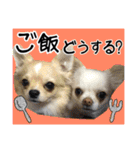 Friend's dogs！（個別スタンプ：33）