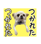 Friend's dogs！（個別スタンプ：34）