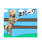 Friend's dogs！（個別スタンプ：36）