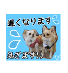 Friend's dogs！（個別スタンプ：37）