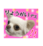 Friend's dogs！（個別スタンプ：38）