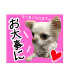 Friend's dogs！（個別スタンプ：39）