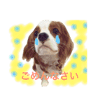 WILL cavalier2（個別スタンプ：1）
