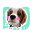 WILL cavalier2（個別スタンプ：2）