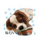 WILL cavalier2（個別スタンプ：5）
