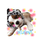 WILL cavalier2（個別スタンプ：8）