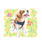 WILL cavalier2（個別スタンプ：10）