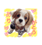 WILL cavalier2（個別スタンプ：13）
