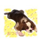 WILL cavalier2（個別スタンプ：14）